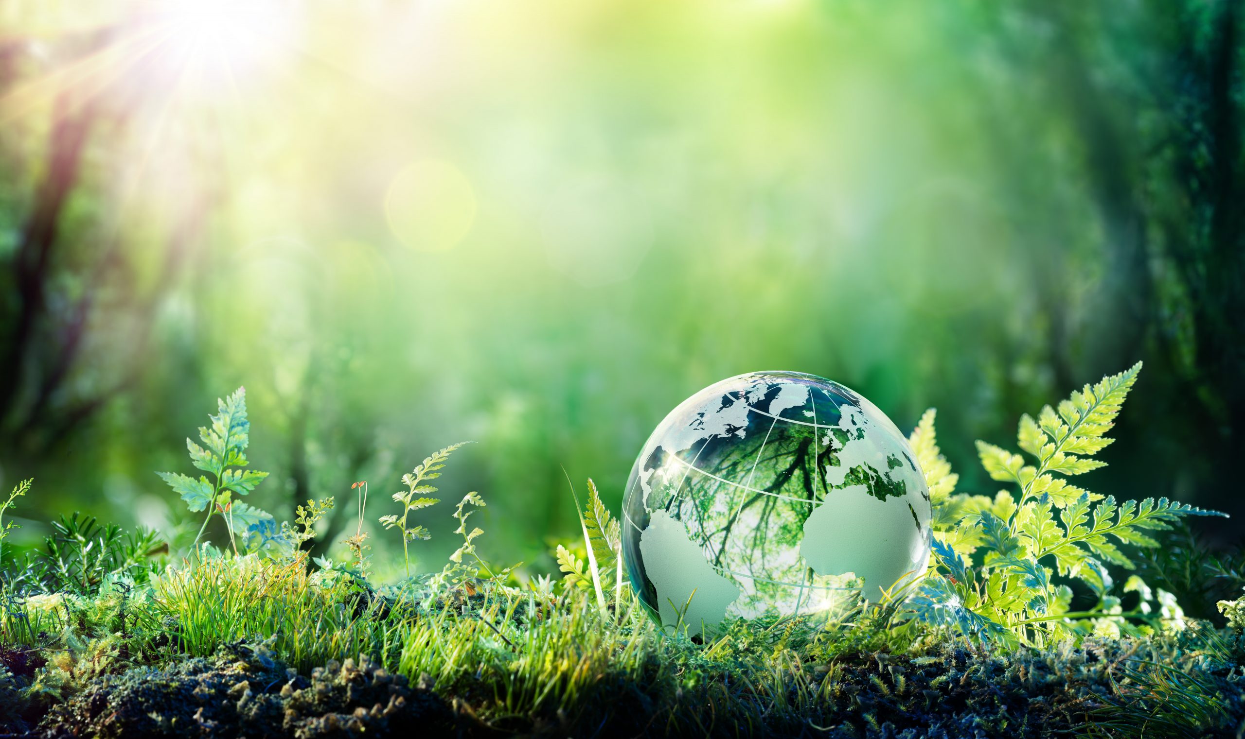 Photo of a forest floor with a globe at the forefront of the photo